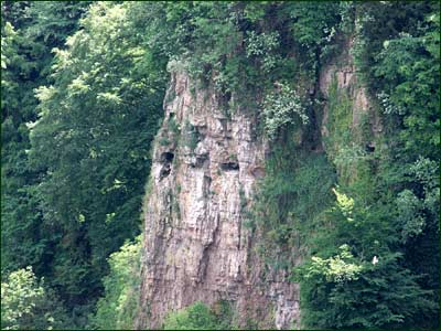 Symonds Yat -Peregrines